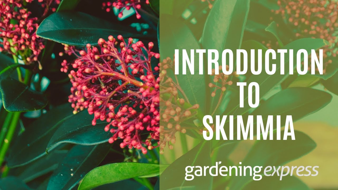 An Introduction to Skimmia - Gardening Express