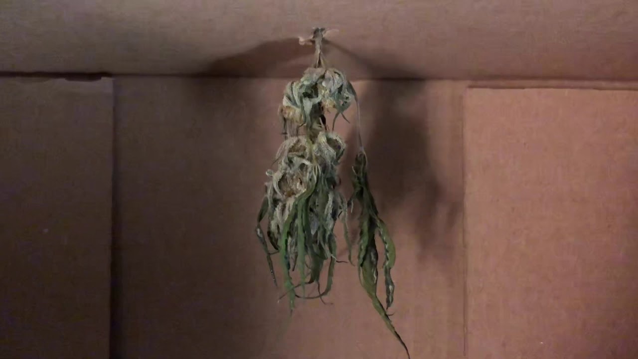 Critical Purple Kush Episode 9, growing cannabis indoors, the battle within to stop the chop early🤣