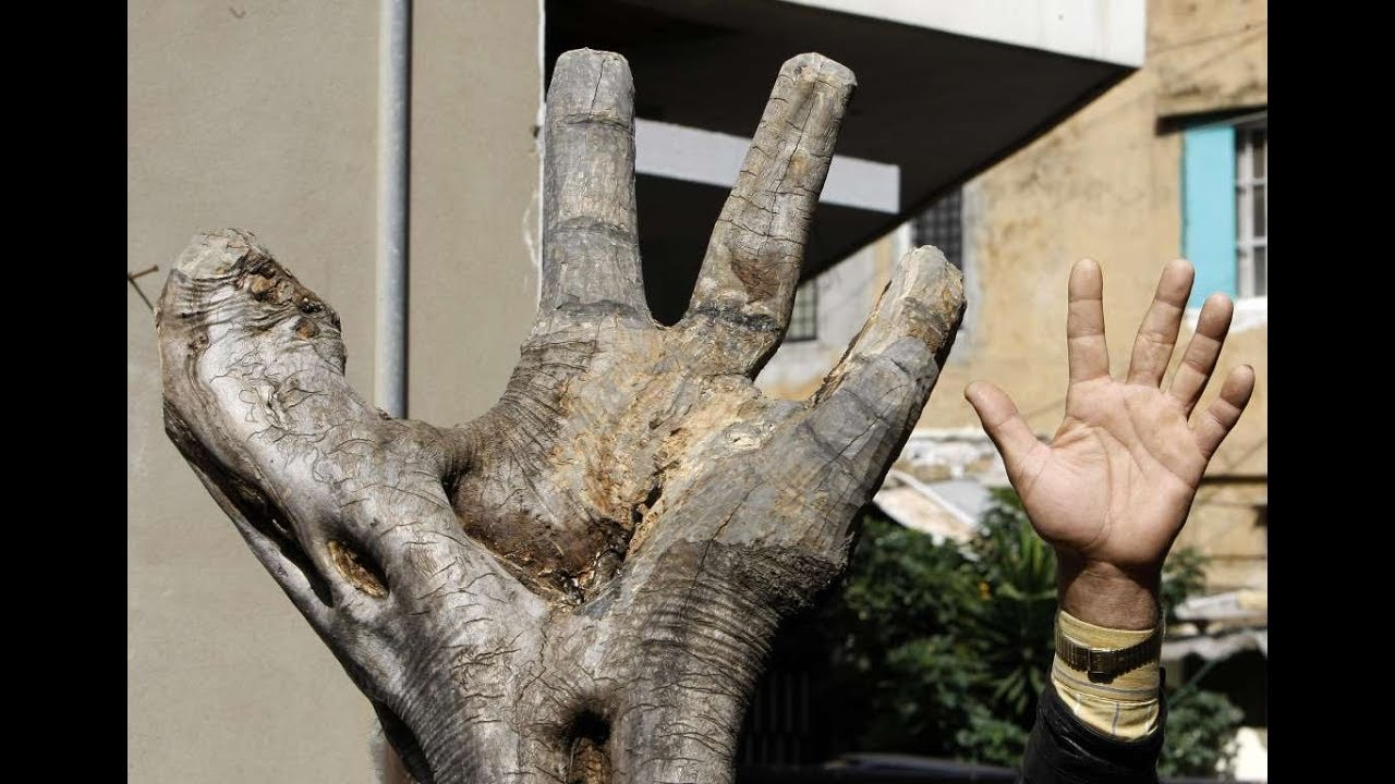 20 of the Most Interesting Trees Around the World