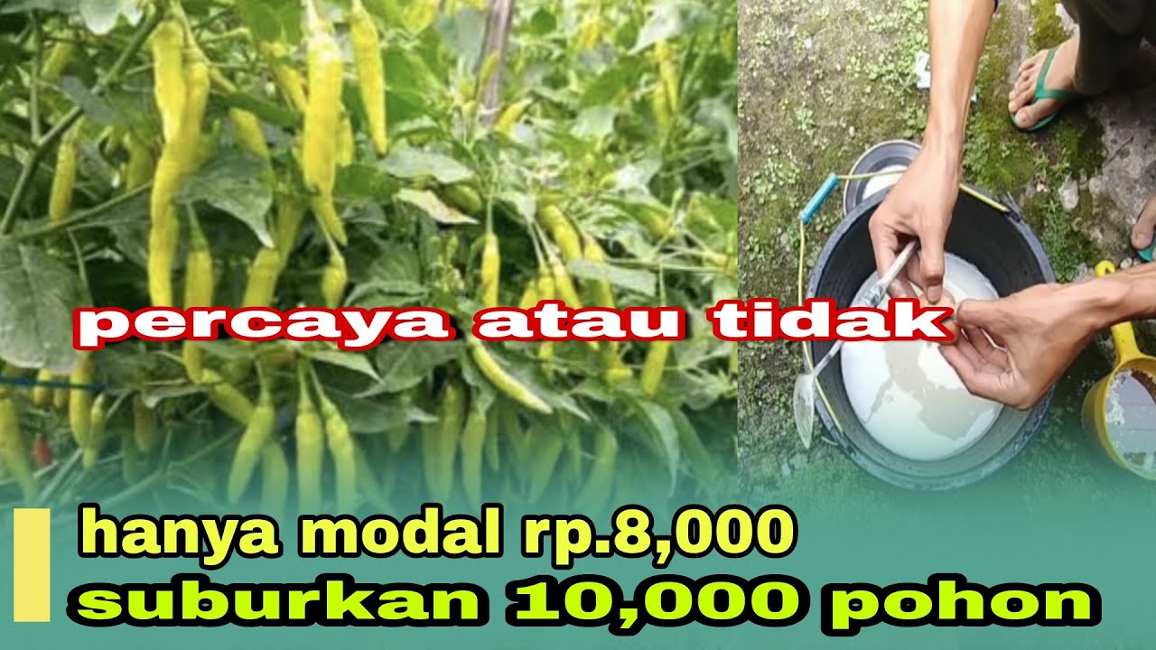 CARA MEMBUAT PUPUK ORGANIK CAIR (POC) SUPER DAHSYAT || PUPUK PENYUBUR TANAMAN