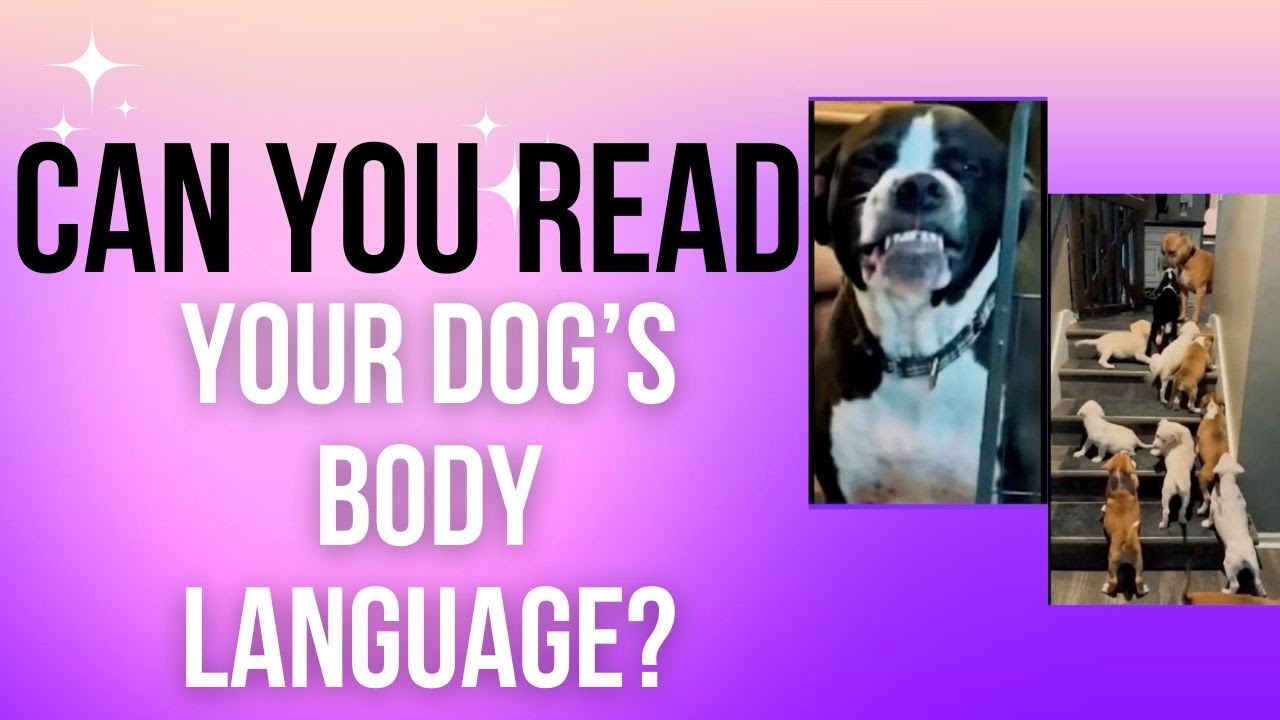 Can You Read Your Dogs Body  Language