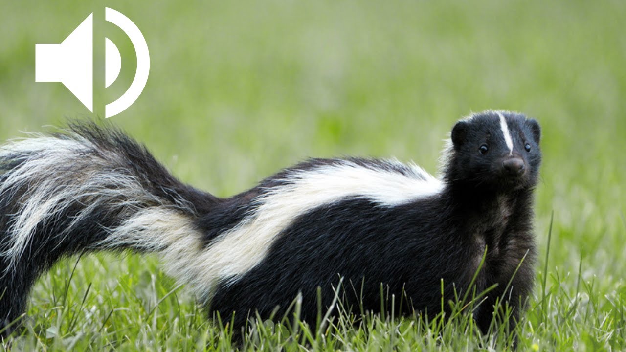 Cri de la Mouffette Ray&eacute;e | Striped skunk sounds