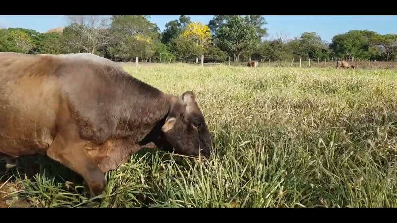 Hora de la verdad con el Pasto Mavuno (en Villaflores), vamos a ver si las vaquitas lo comen bien.