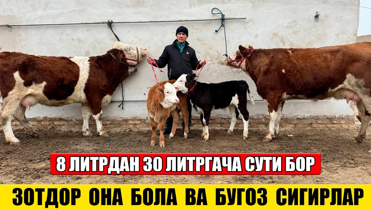 ЗОТДОРТ ОНА БОЛА ВА БУГОЗ СИГИРЛАР 04-02-2026