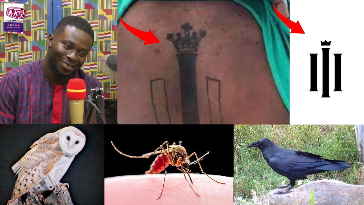 Nimdie Ahinta: Nana Wusu Reveals Secret Behind Paapaa Sign, Animals UseTo Cαuse Sicknɛss & Dɛαth