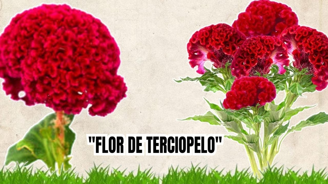 Conoce las flores de terciopelo o tambien llamadas flores de mano de León 🦁o cresta de Gallo 🐓