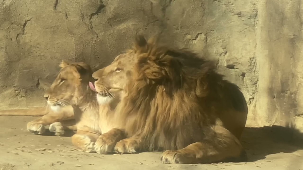 八木山動物公園   ライオン   サン   なお  ＃同居再開💕