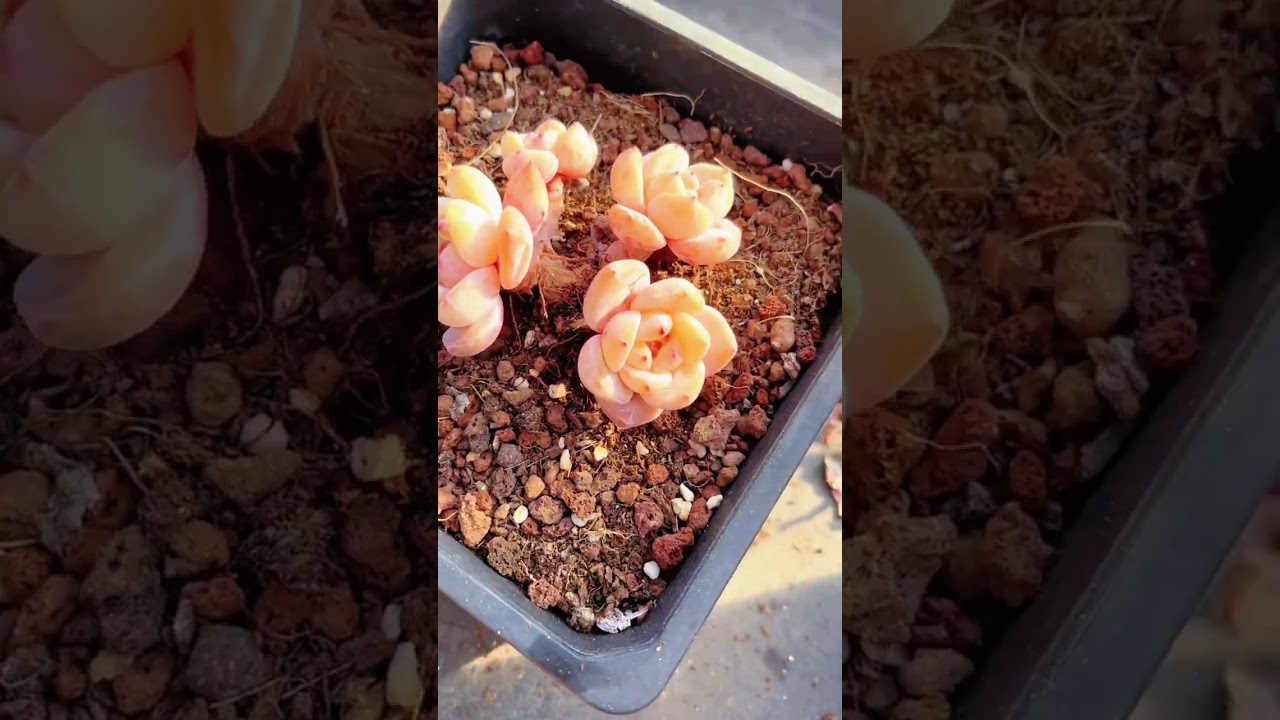 沉浸式撸群生多肉叶片 ASMR｜Insanely Satisfying Succulent Cluster Cleaning