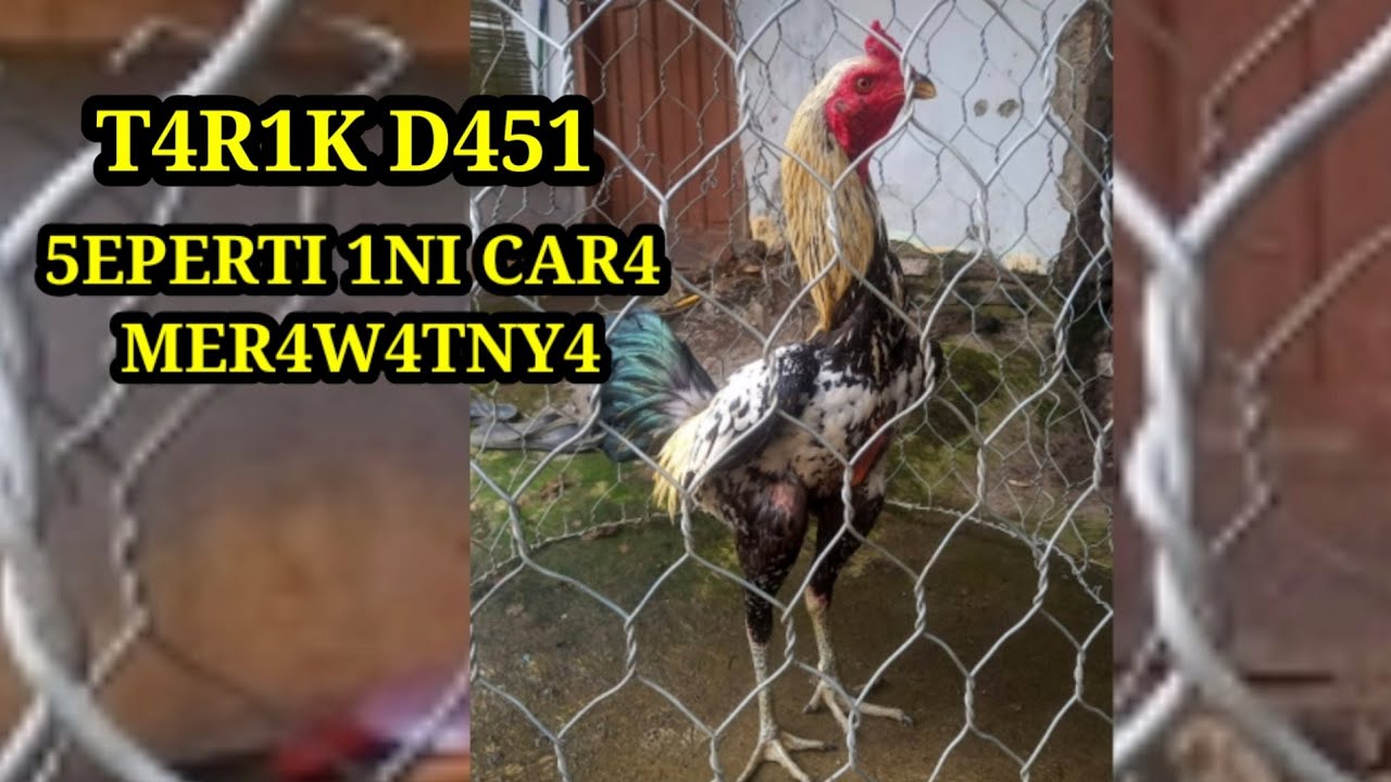 Cara merawat mangon/ pama tarik dasi