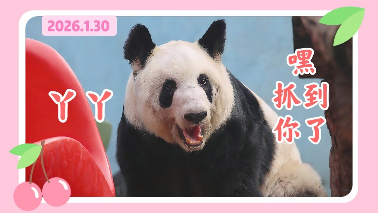 丫丫26年1月30日最新视频 - 丫丫嘿抓到你了 Beijing Zoo official release YaYa video 20260130