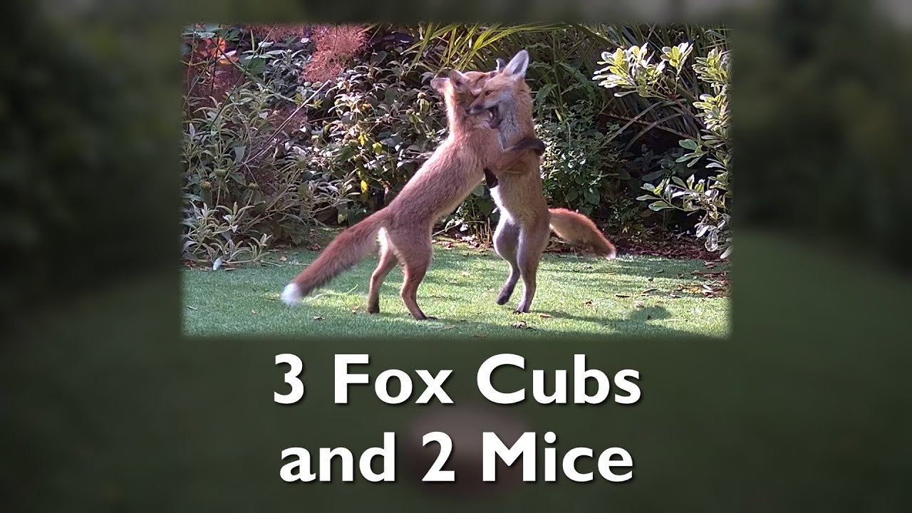 Three fox cubs and two mice.