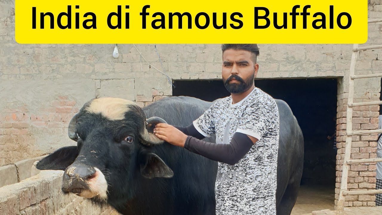 nilliravi part 2 sunva wali basti di mashoor majja