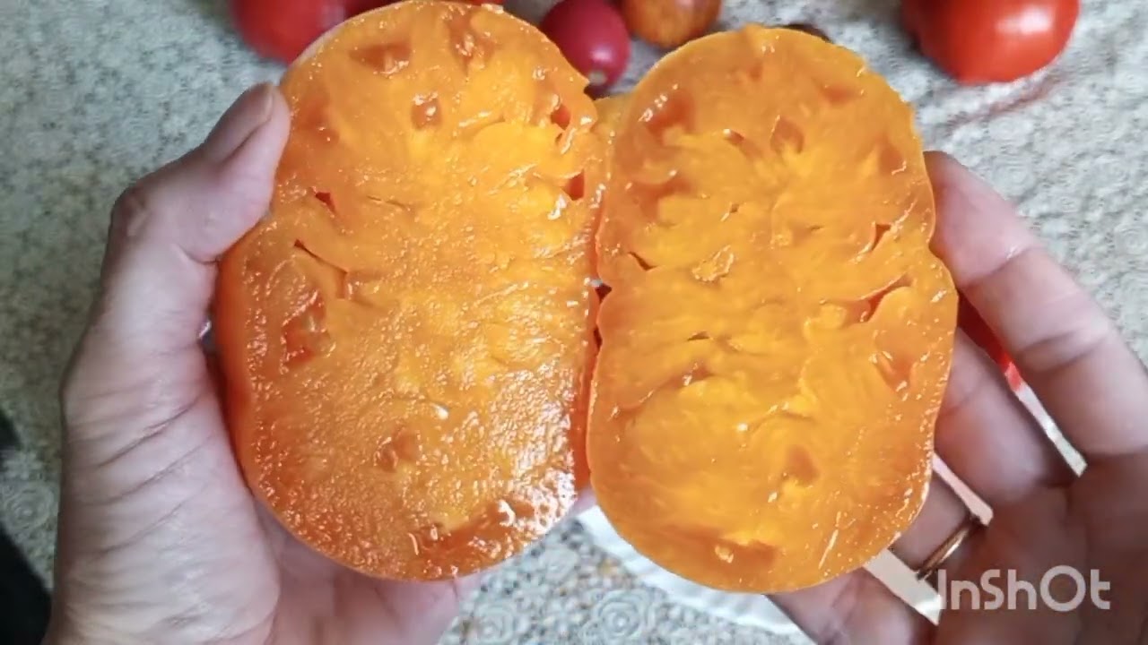 Обзор и дегустация томатов. Выбираем сорта на будущий год ))