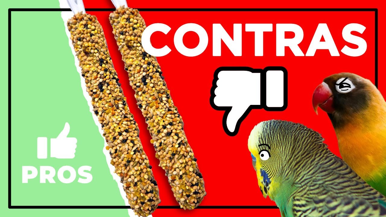 NO le des BARRITAS de SEMILLAS a tu LORITO (agapornis, periquitos, ninfas, ...)