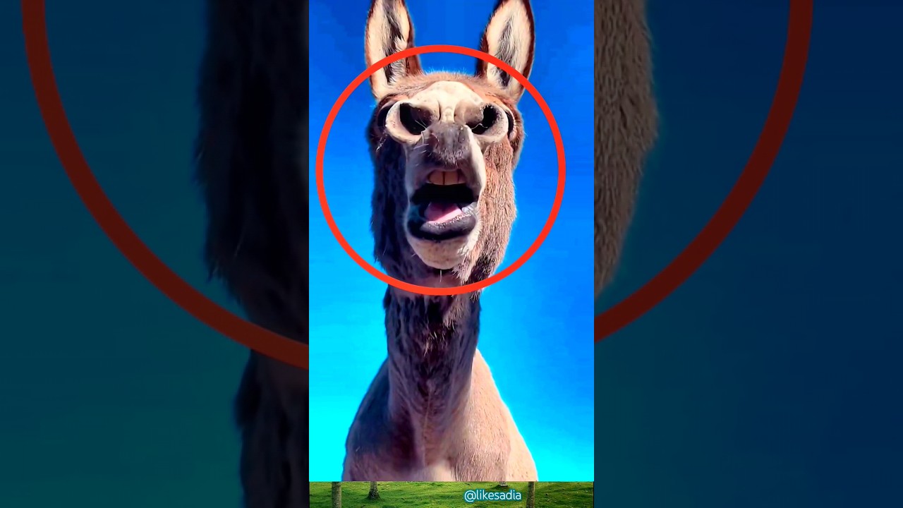 Donkey/Mule funny crying #likesadia #animals #beautifulscenery #donkey #funnyvideo 👌
