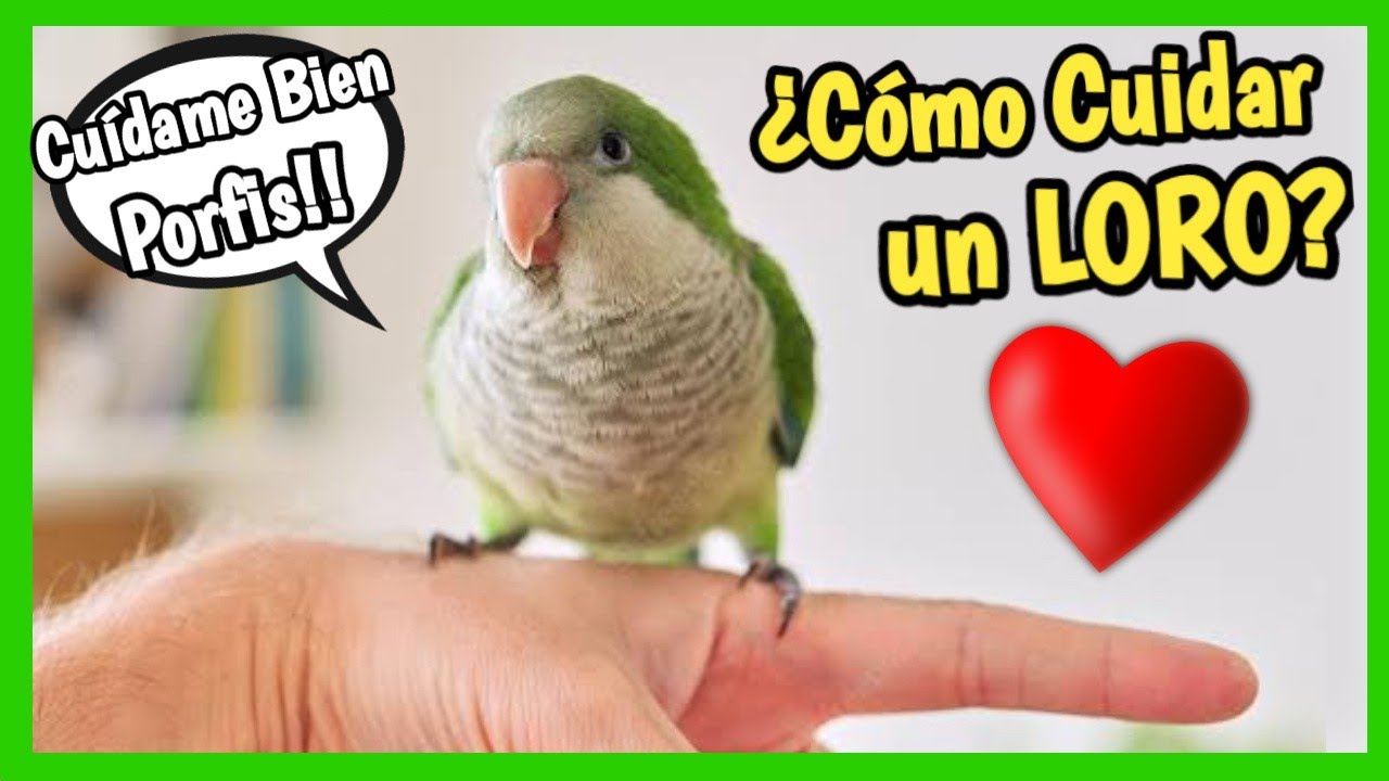 C&oacute;mo CUIDAR un LORO ❓| Alimentaci&oacute;n, Jaulas, ba&ntilde;os, Higiene, Veterinario