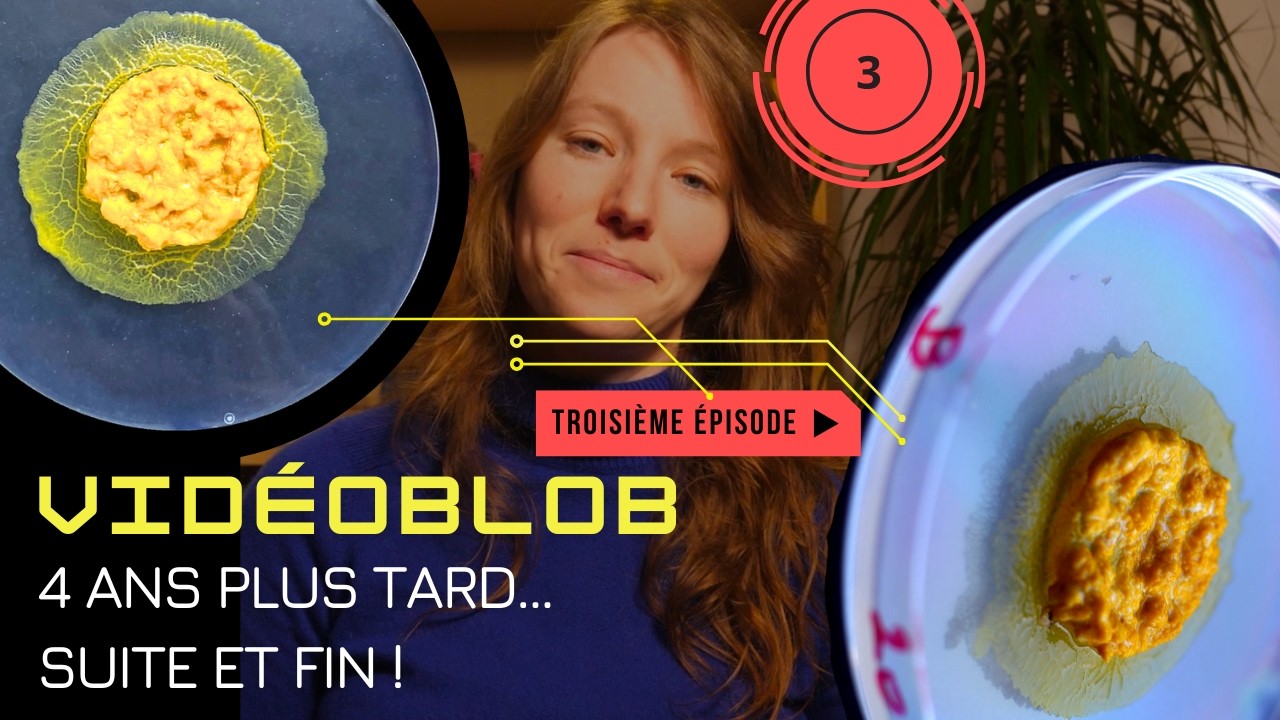 [VIDÉOBLOB] EP 3 _ Suite et fin !