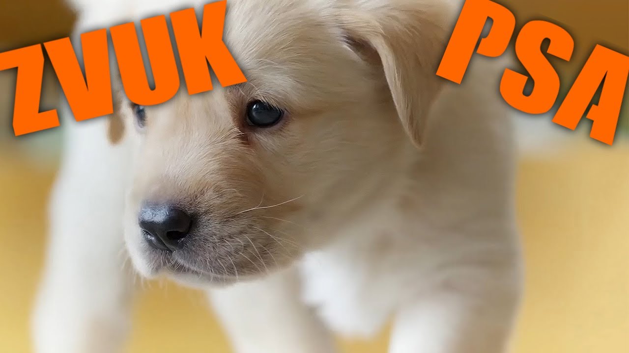 Zvuk  Psa  Kako  Laje