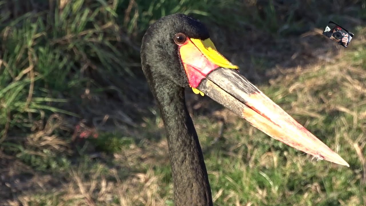 Le Jabiru  d'Afrique ou Jabiru du Sénégal - Parc des Oiseaux -  Villars les Dombes  (Ain) France