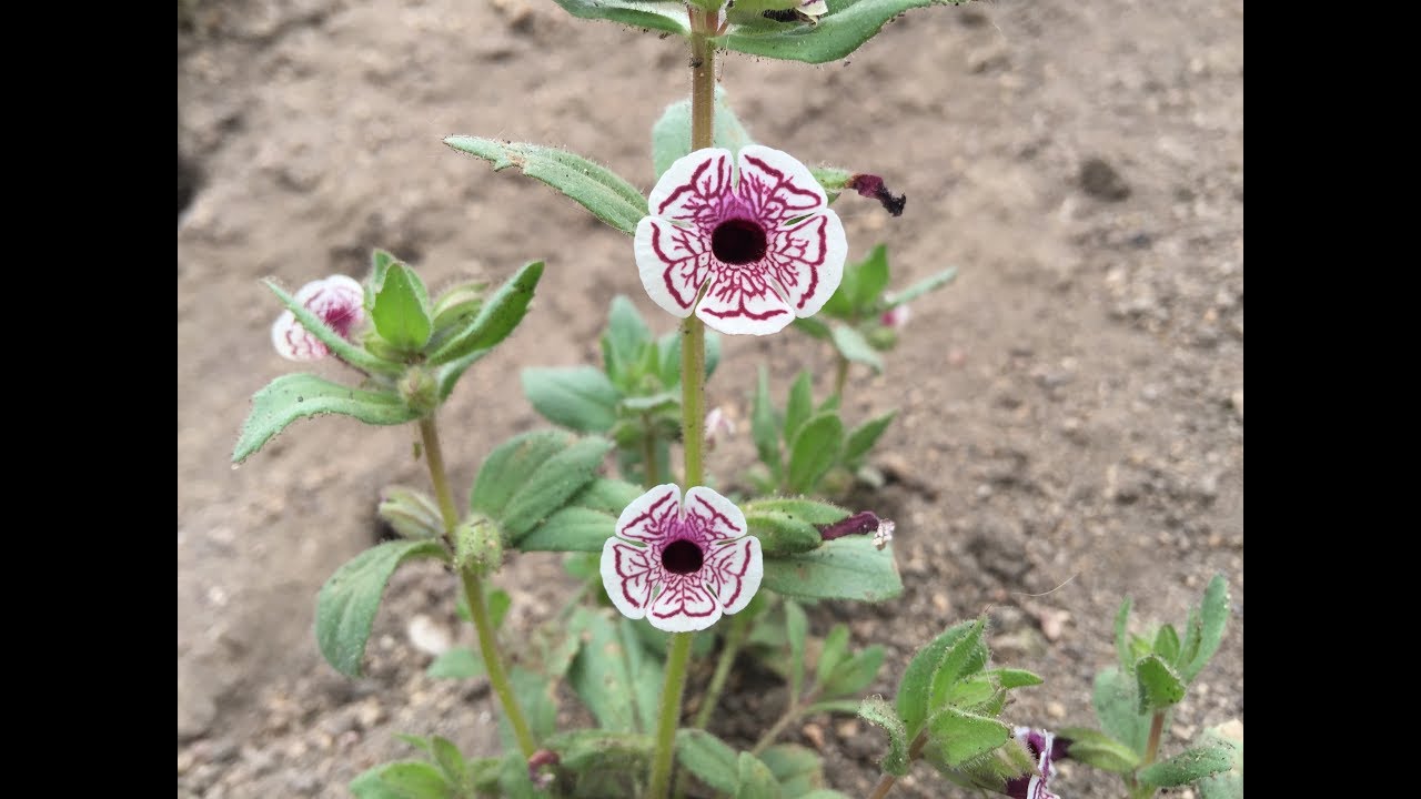 Diplacus pictus (calico monkeyflower)