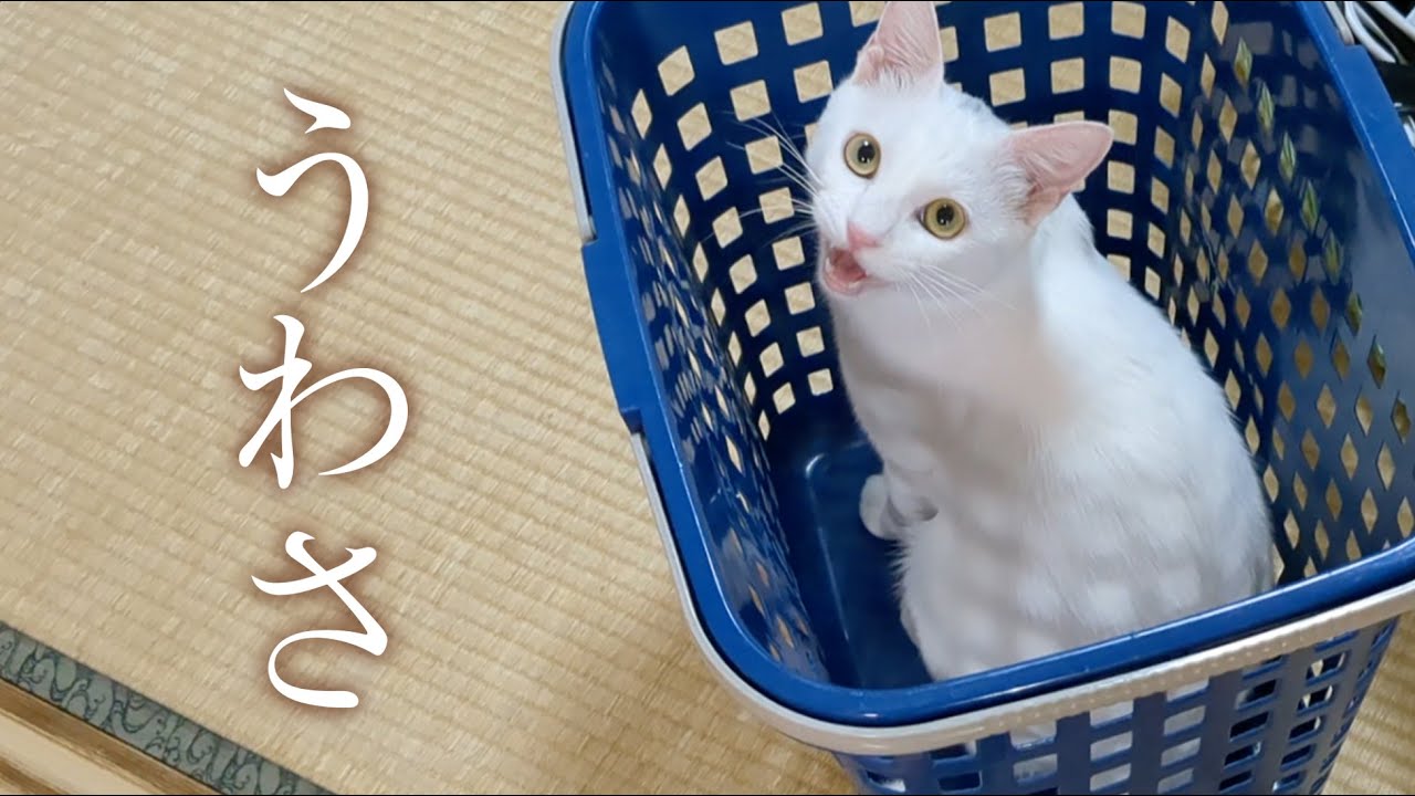 なんで、そんなことすんのよ・・・。