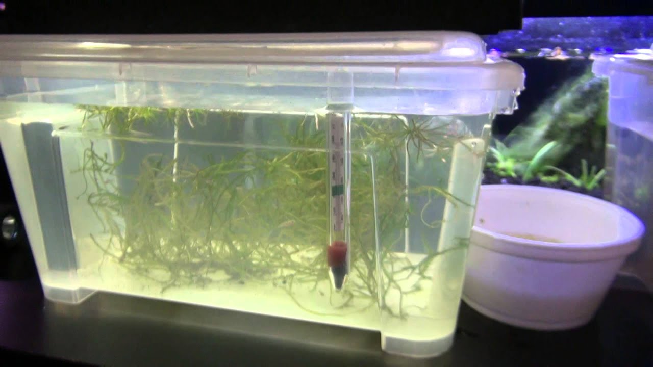 Part 5 How to hatch Nothobranchius Rachovii killifish and new killifish species