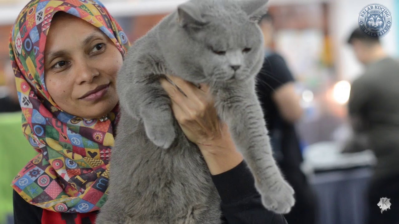KELAB KUCING MALAYSIA - Pets Lover Fiesta 2018 International Cat Show - Part 10/11