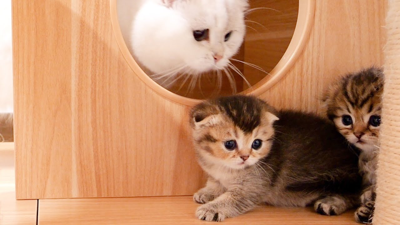 A daddy cat who is kind to his daughter's kitten even though his favorite cat tower was taken.