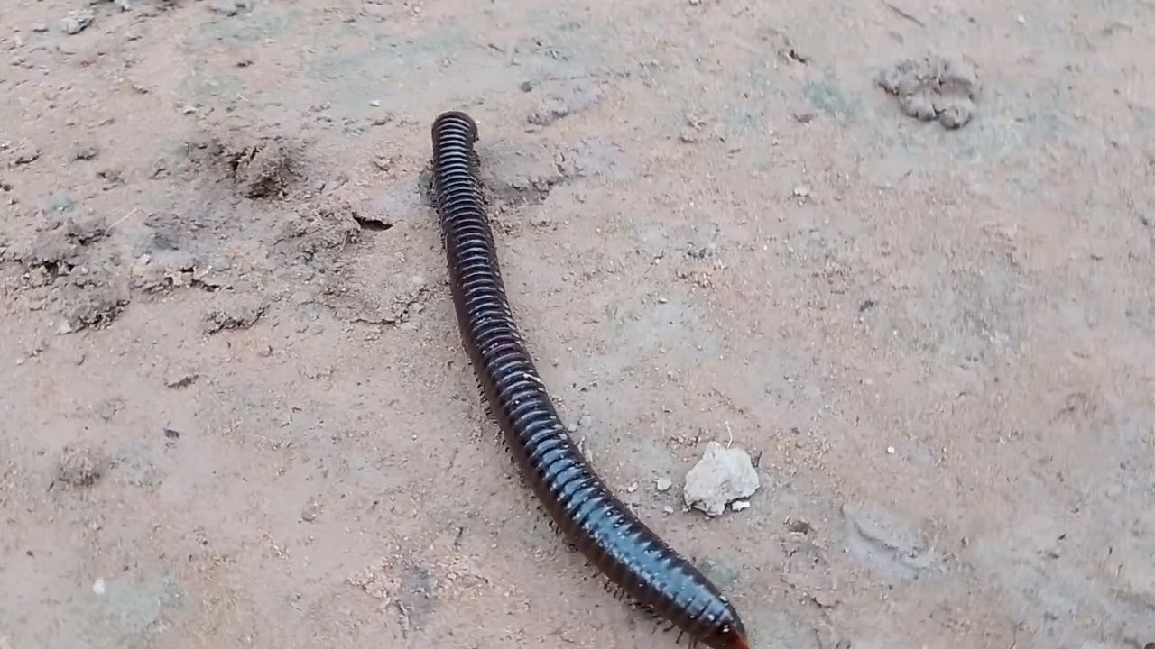 AMAZING Long millipede