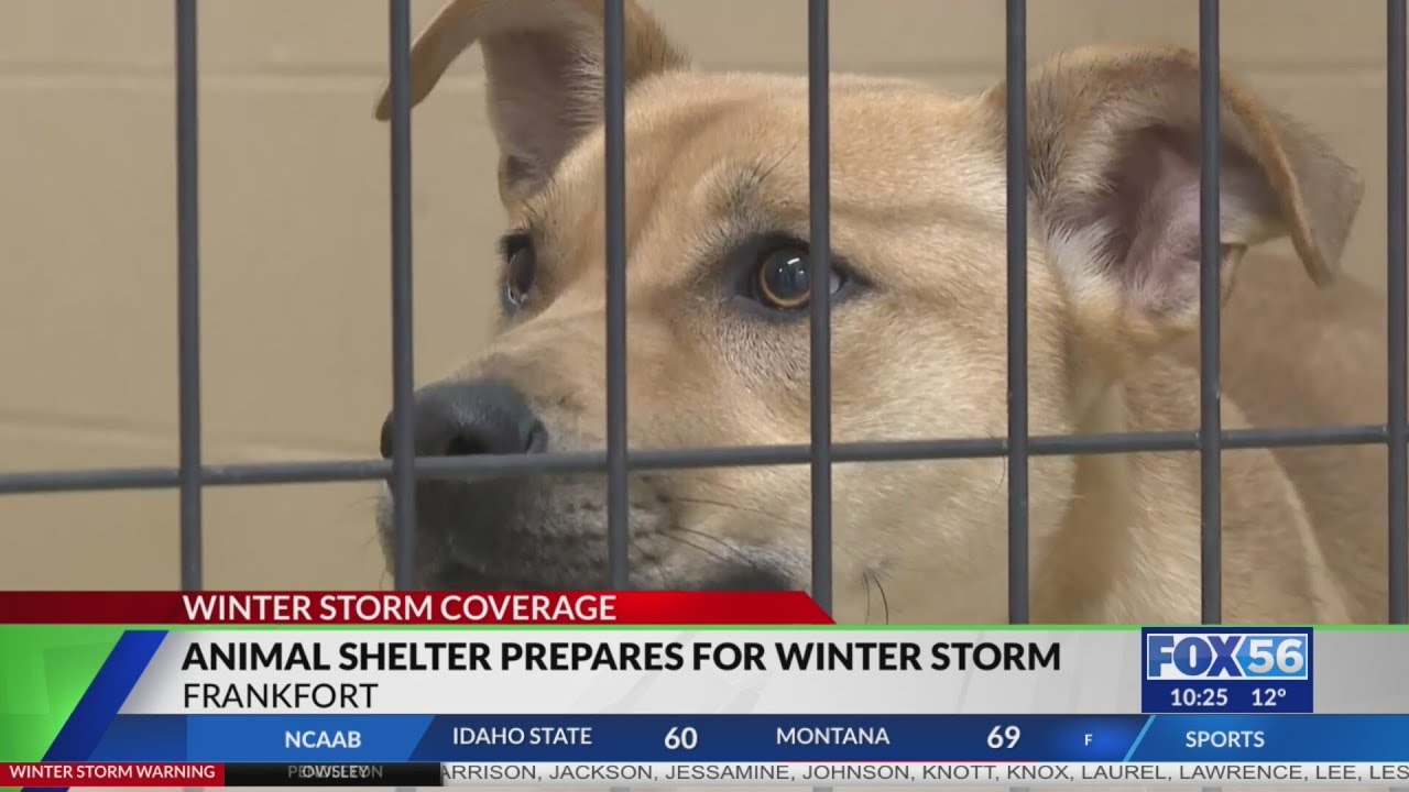 Frankfort animal shelter offers to help pet owners during winter storm