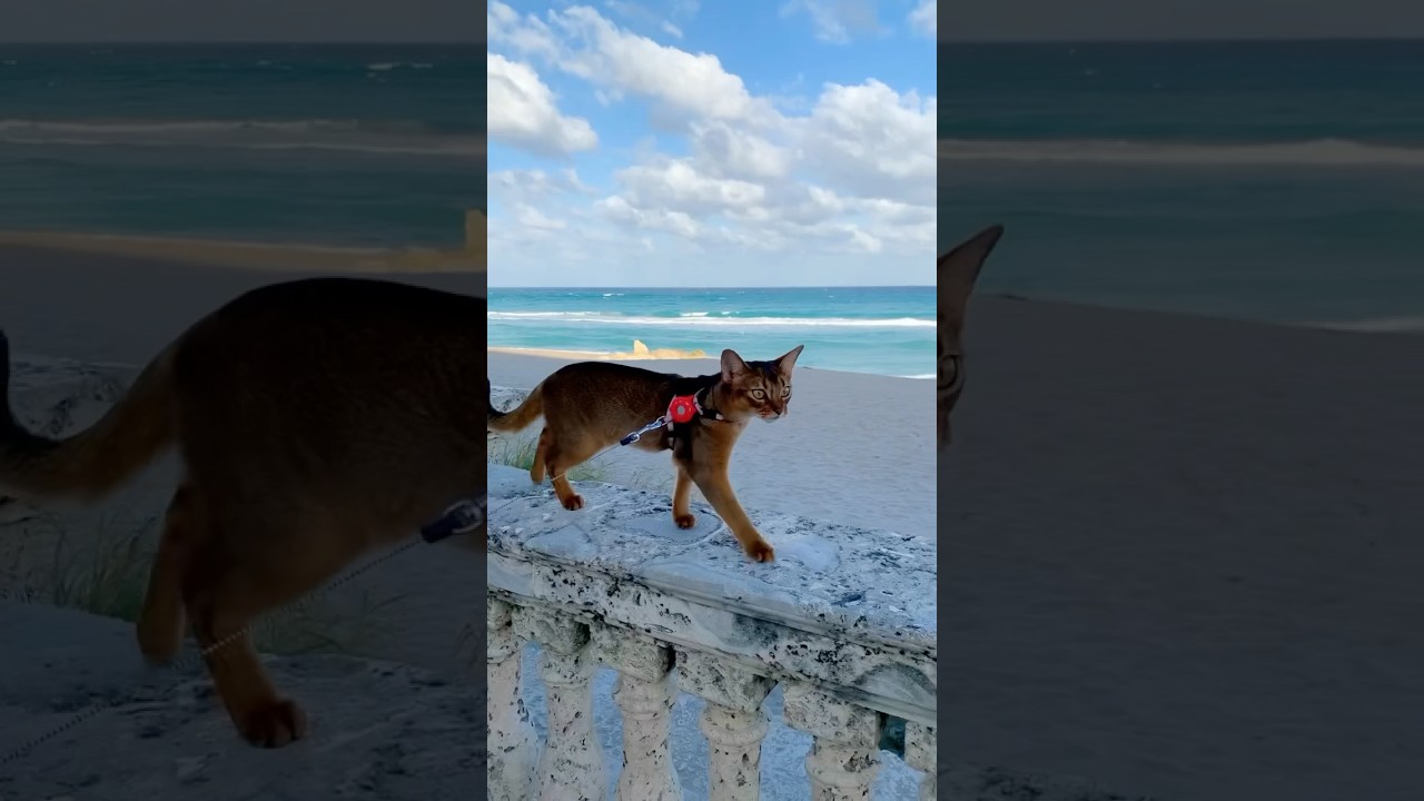 Having a great time ❤️ Abyssinian cat on a walk #abyssinian #catshorts