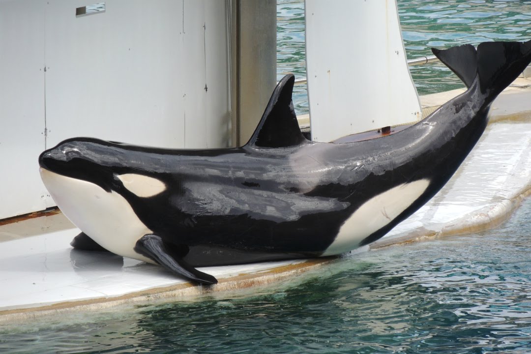 Représentation des Orques - Marineland Avril 2016