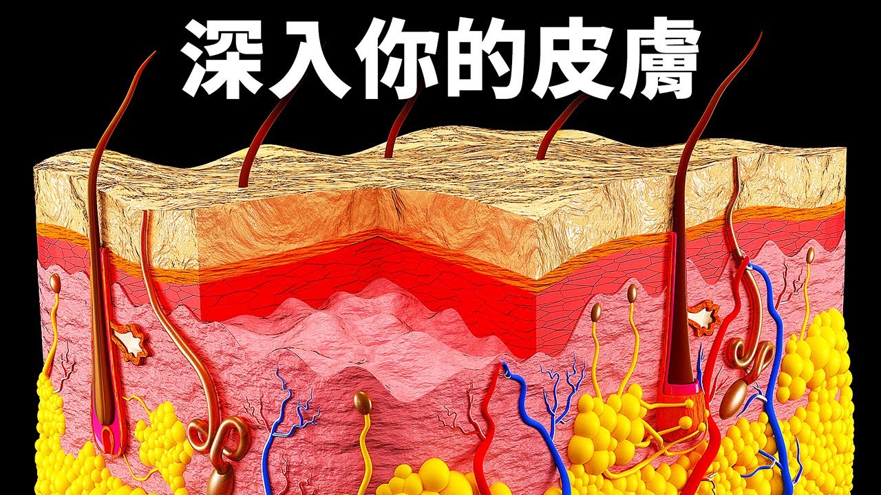 穿越皮膚之旅