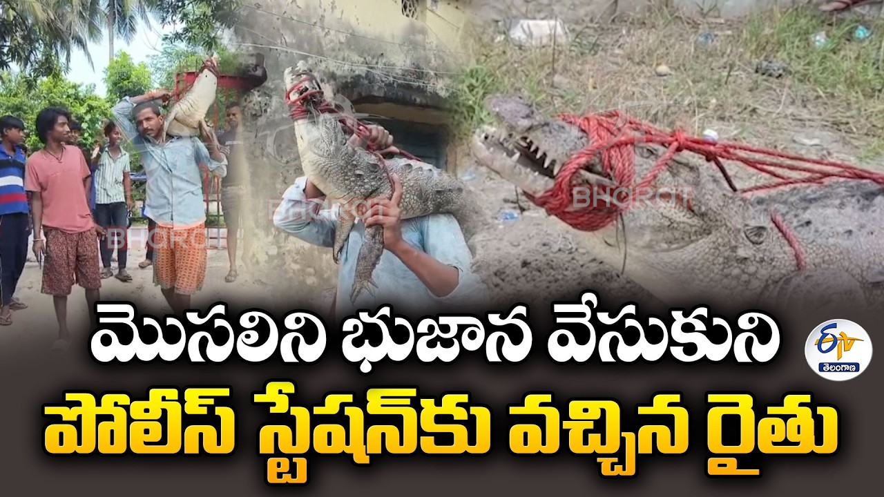 Bihar Farmer Carries 5-Foot Crocodile on His Shoulder | Brave Act Goes Viral