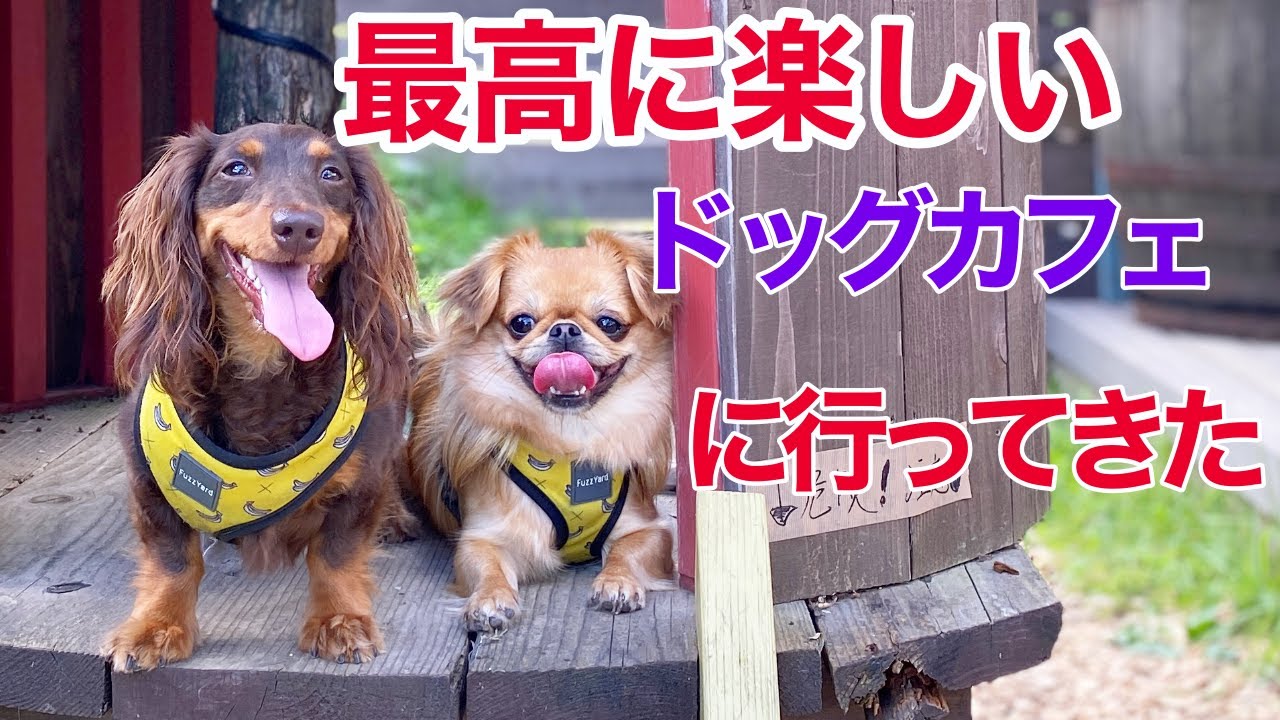 緑の楽園で自由を満喫する犬2匹【ミニチュアダックスフンド】【ペキニーズチワワmix】【多頭飼い】
