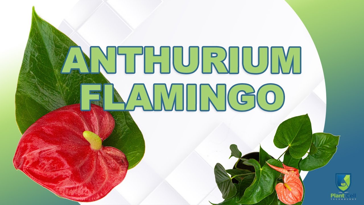 Tissue Culturing Anthurium Flamingo!
