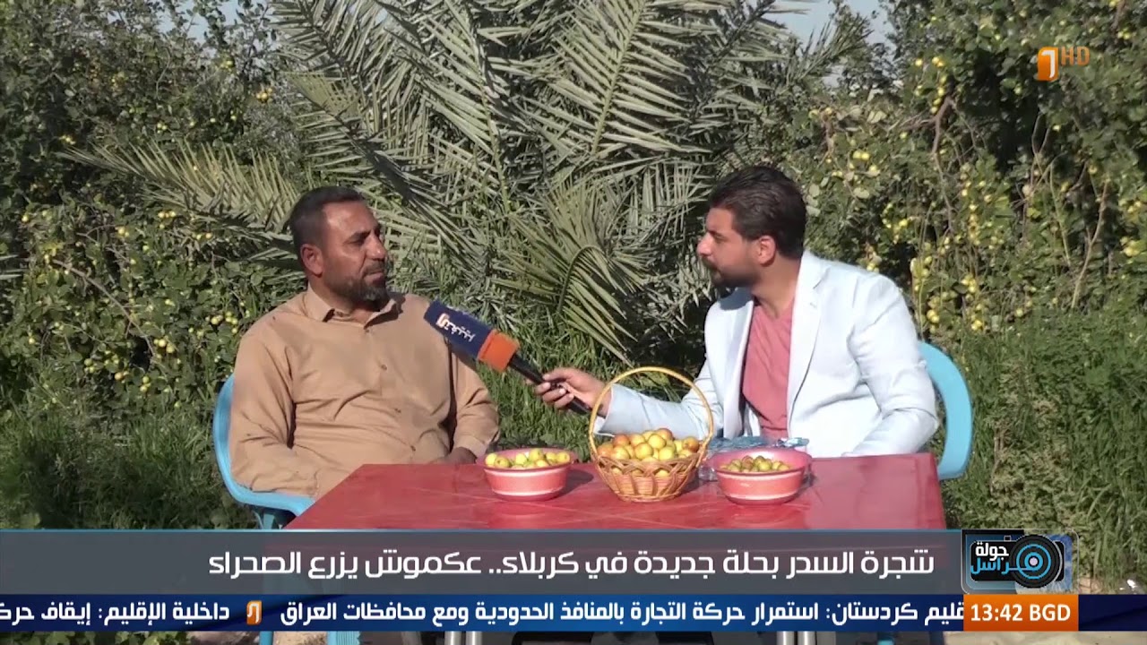 شجرة السدر بحلة جديدة في كربلاء.. عكموش يزرع الصحراء | جولة مراسل