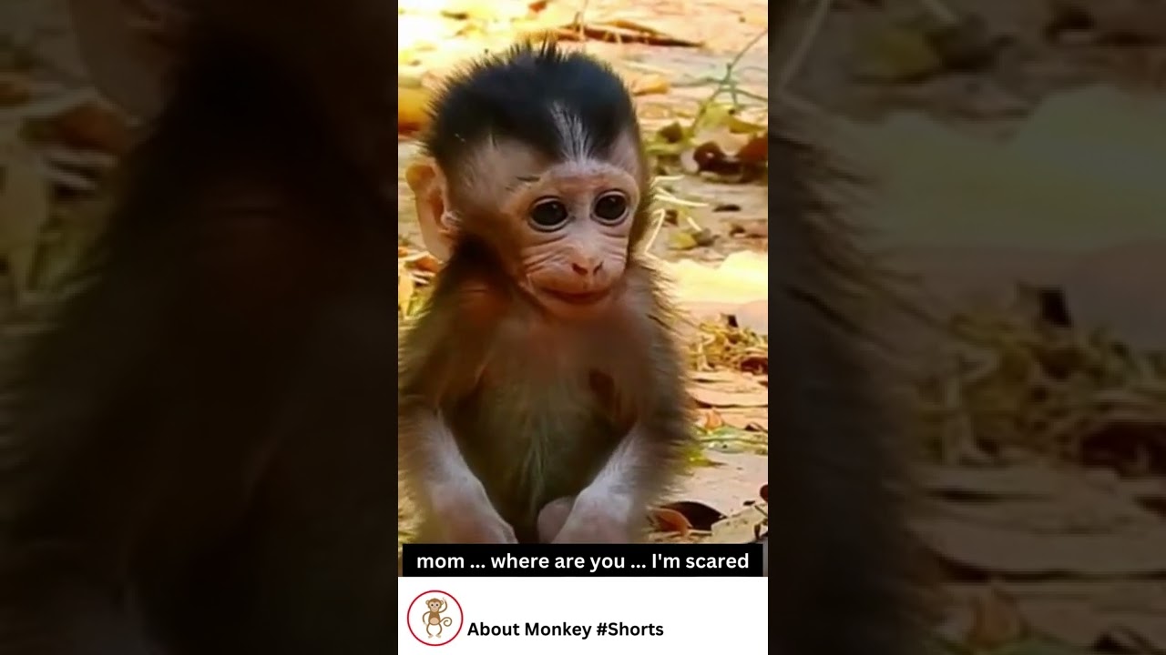 Baby monkey lost her mom #Youtube #Shorts
