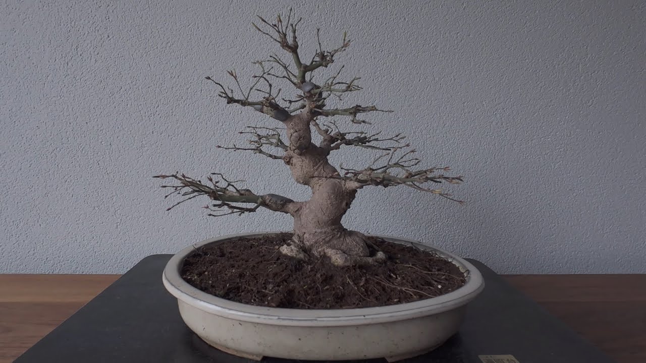 How to repot Acer Palmatum. The Bonsai Area