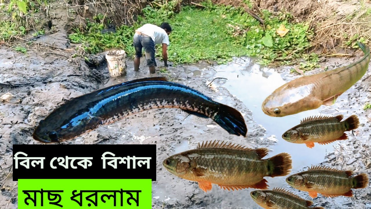 বিল থেকে বিশাল মাছ ধরলাম। 🐟🐟Bangladeshi Fishing video ✅✅