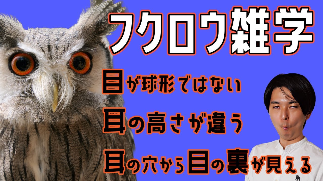 【目が球じゃない】実物と一緒にフクロウ雑学を話しまくる【血管にゆとりがある】#19