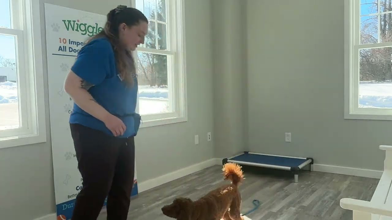 Wally- working on place, sit, down, off, come, and look