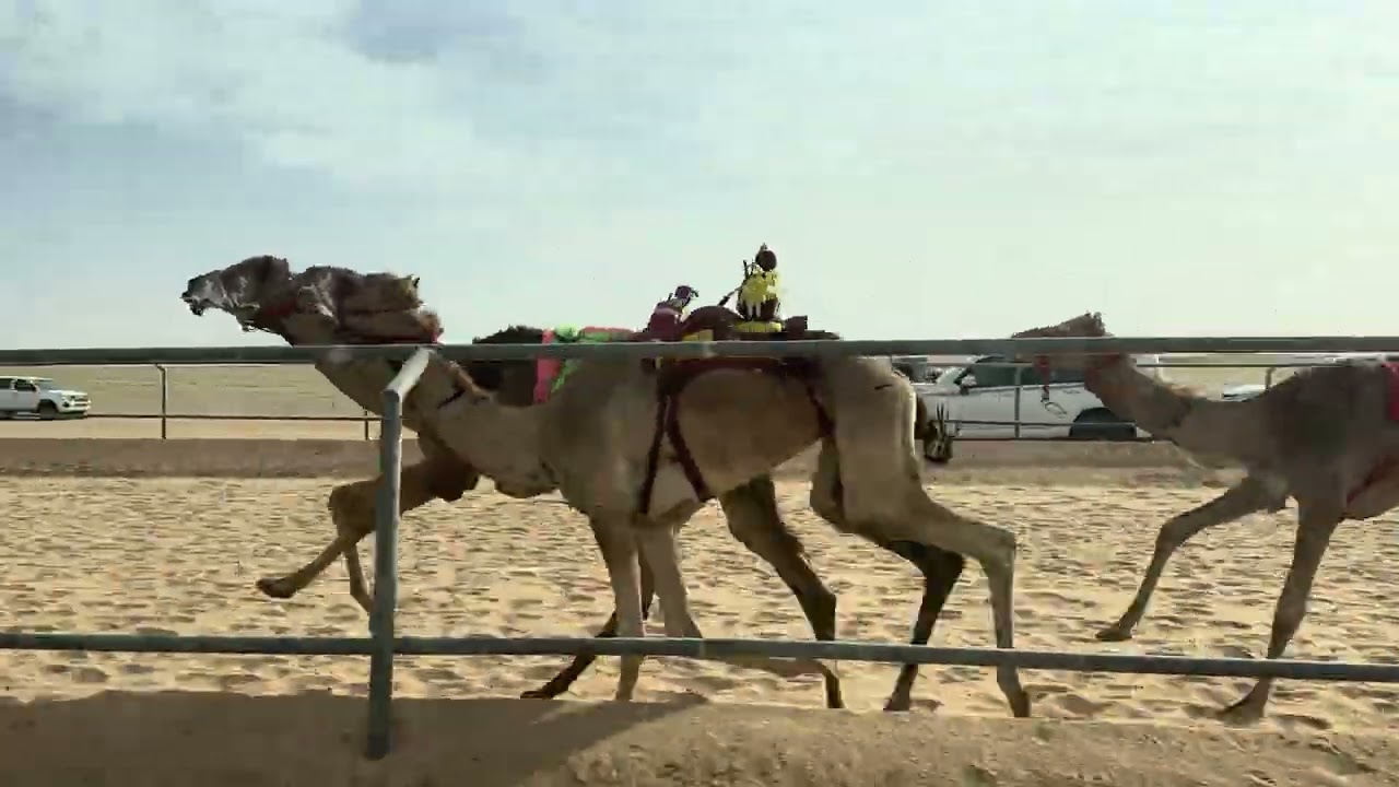 الشوط الرابع بكار حقايق مياسة / مشوح عساف العنزي
