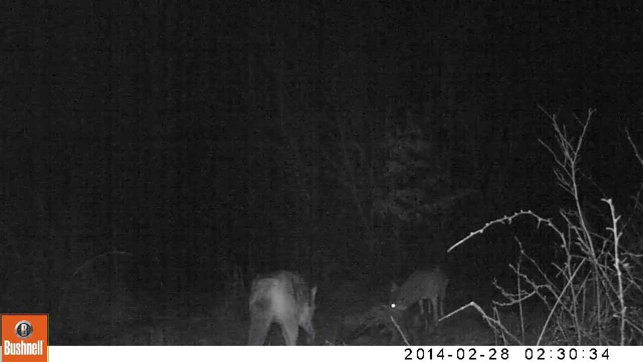 Yote marking territory!