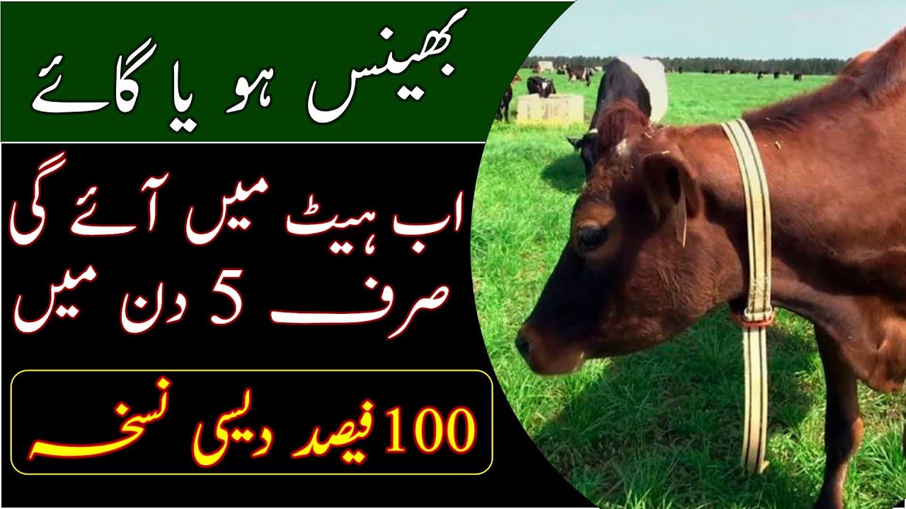 Estrus issues in animals|Cow heat issue|How to prepare animals for  heat| جانور کو پیٹ میں کیسےلائیں