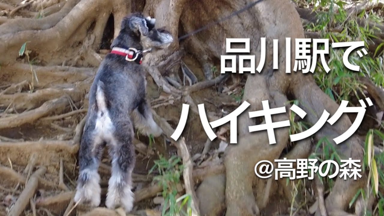 都心でプチハイキング | 高輪の森公園 | ミニチュアシュナウザー