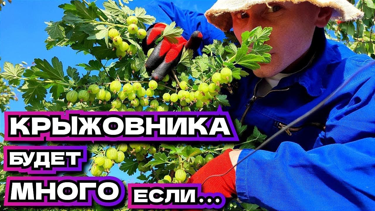 Летняя обрезка куста крыжовника – максимум урожайность ягод! Усиление Цветения