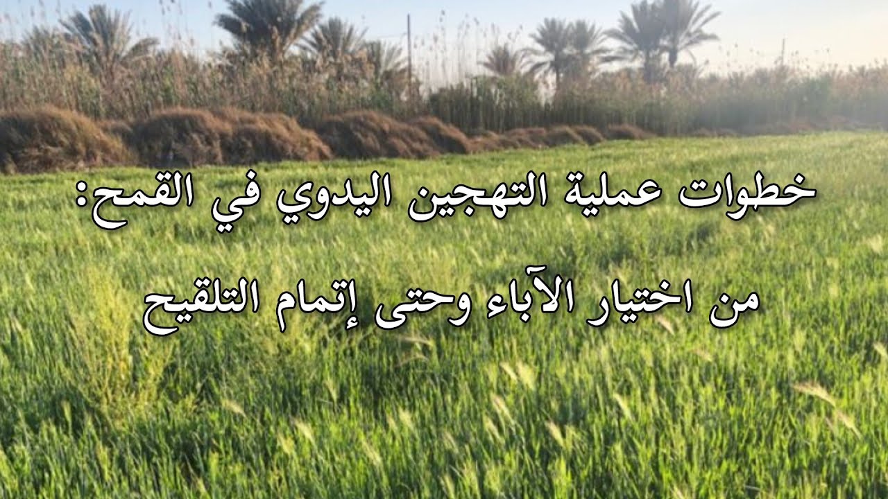 🌾 خطوات عملية التهجين اليدوي في القمح: من اختيار الآباء وحتى إتمام التلقيح 🔬