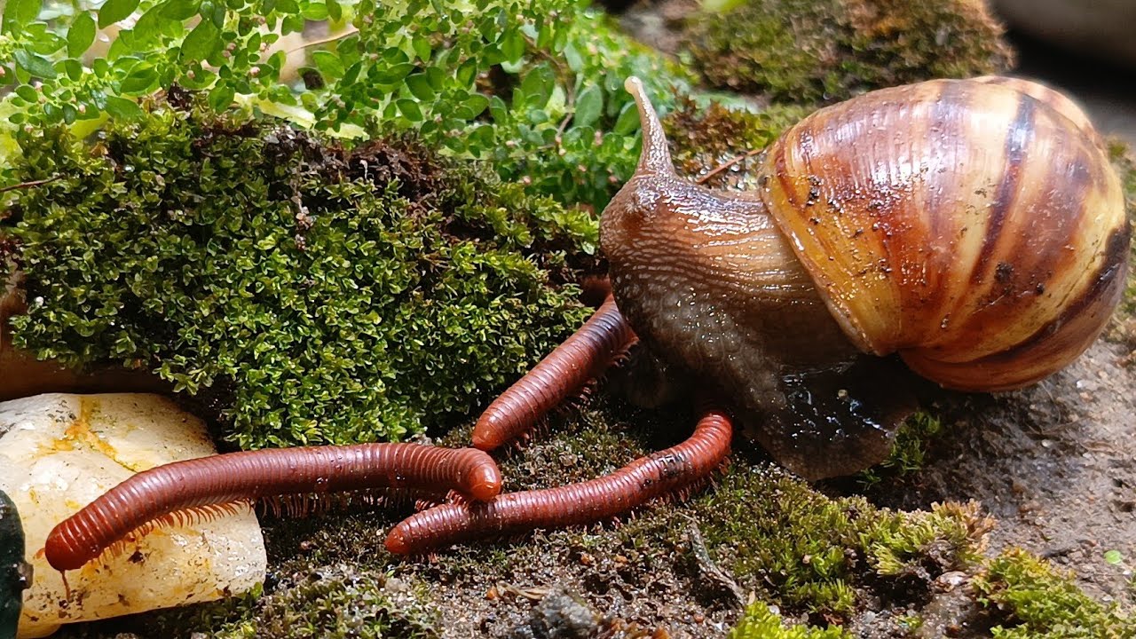 Millipede's Journey Through a Snail World #Millipede #Snails #GardenLife #OddCouple