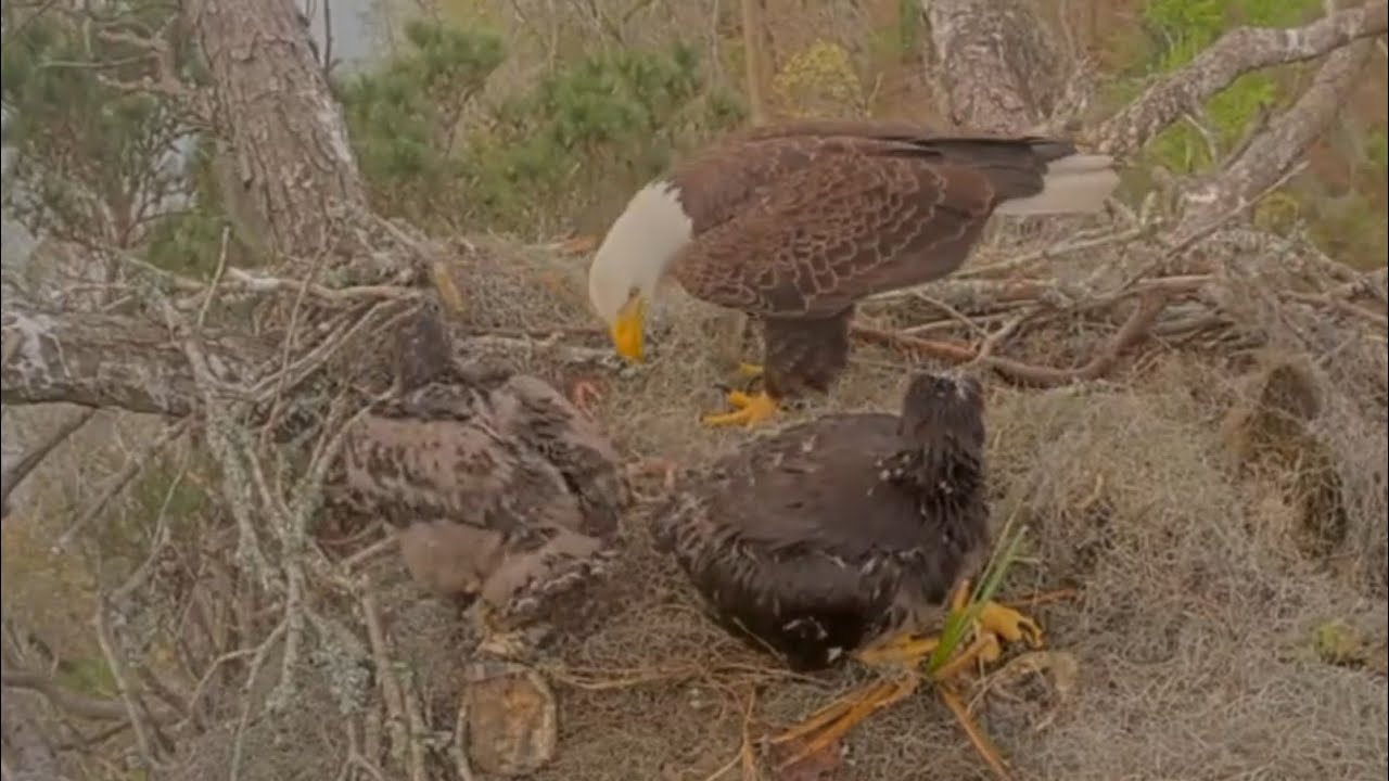 Dad brings stick and aerates the nest | Kisatchie National Forest E-3 | Mar 11, 26